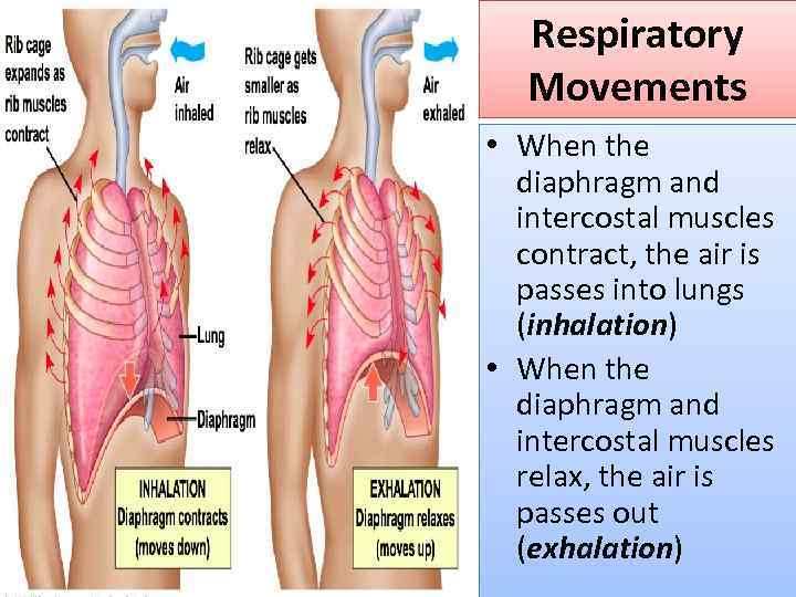 Respiratory Movements • When the diaphragm and intercostal muscles contract, the air is passes
