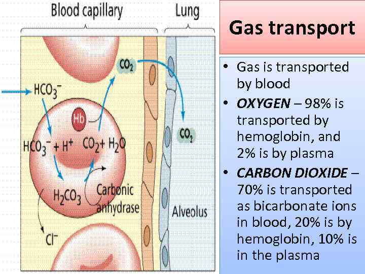 Gas transport • Gas is transported by blood • OXYGEN – 98% is transported