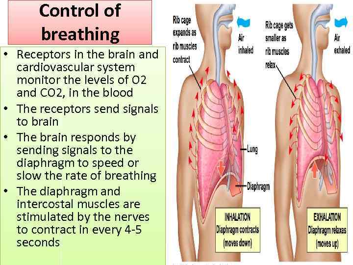 Control of breathing • Receptors in the brain and cardiovascular system monitor the levels