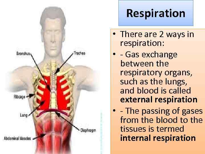 Respiration • There are 2 ways in respiration: • - Gas exchange between the