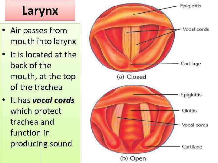Larynx • Air passes from mouth into larynx • It is located at the