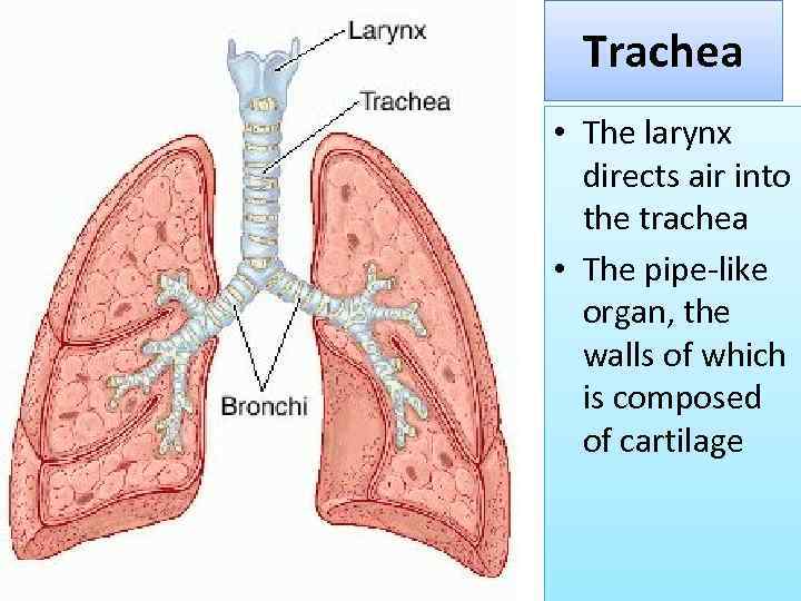 Trachea • The larynx directs air into the trachea • The pipe-like organ, the