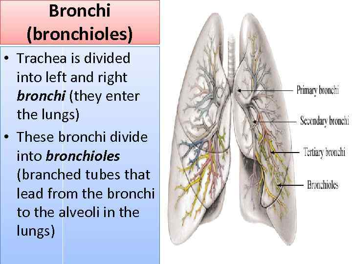 Bronchi (bronchioles) • Trachea is divided into left and right bronchi (they enter the