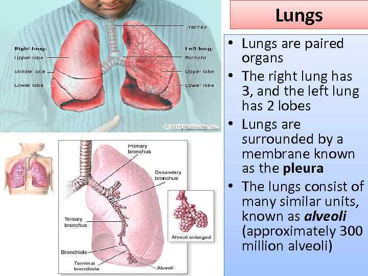 Lungs • Lungs are paired organs • The right lung has 3, and the