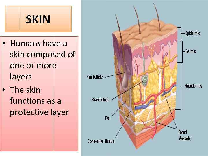 Human Integumentary System Skin Skin Humans