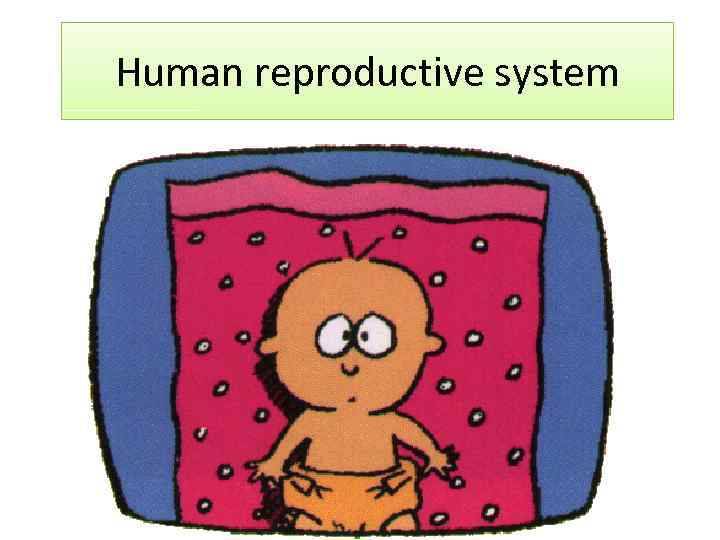 Human reproductive system 