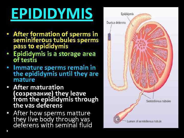 EPIDIDYMIS • After formation of sperms in seminiferous tubules sperms pass to epididymis •