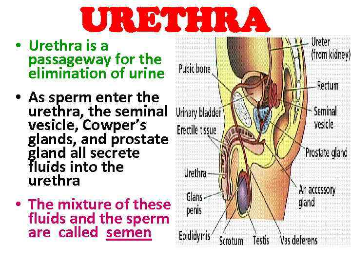 URETHRA • Urethra is a passageway for the elimination of urine • As sperm