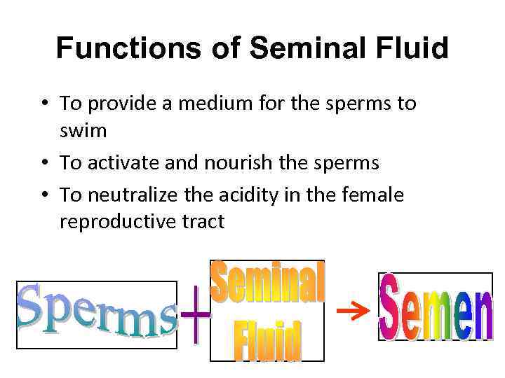 Functions of Seminal Fluid • To provide a medium for the sperms to swim