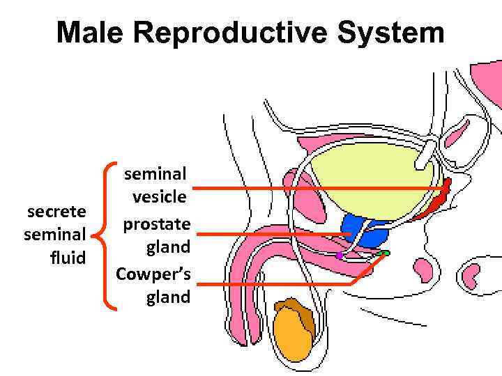 Male Reproductive System secrete seminal fluid seminal vesicle prostate gland Cowper’s gland 