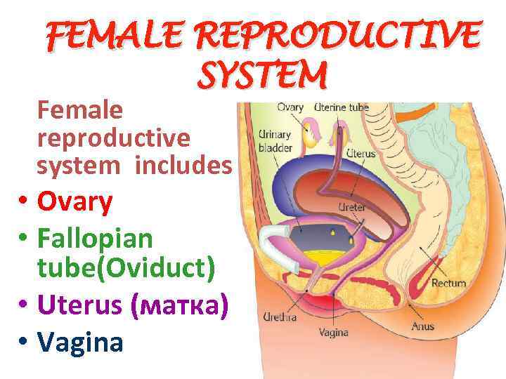 FEMALE REPRODUCTIVE SYSTEM Female reproductive system includes • Ovary • Fallopian tube(Oviduct) • Uterus