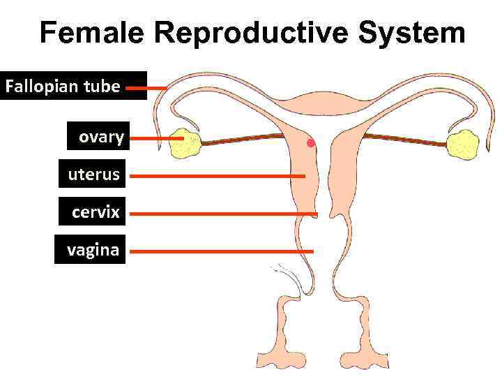 Female Reproductive System Fallopian tube ovary uterus cervix vagina 