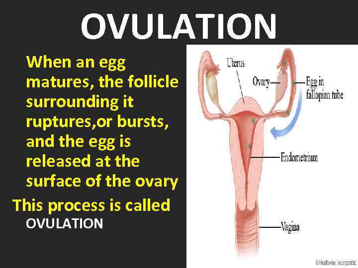 OVULATION When an egg matures, the follicle surrounding it ruptures, or bursts, and the