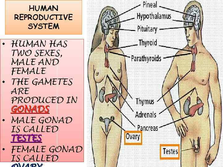 HUMAN REPRODUCTIVE SYSTEM • HUMAN HAS TWO SEXES, MALE AND FEMALE • THE GAMETES