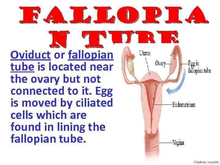 FALLOPIA N TUBE Oviduct or fallopian tube is located near the ovary but not