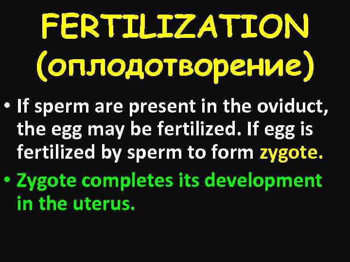 FERTILIZATION (оплодотворение) • If sperm are present in the oviduct, the egg may be