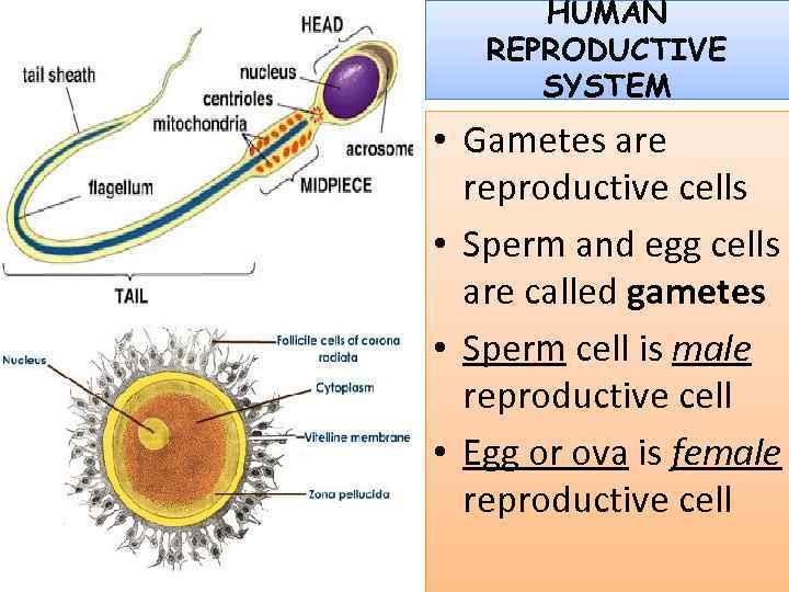 HUMAN REPRODUCTIVE SYSTEM • Gametes are reproductive cells • Sperm and egg cells are