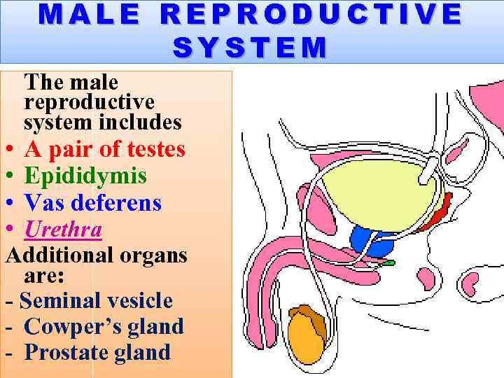 MALE REPRODUCTIVE SYSTEM The male reproductive system includes • A pair of testes •
