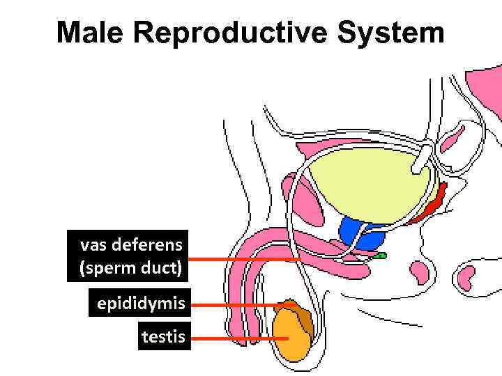 Male Reproductive System vas deferens (sperm duct) epididymis testis 