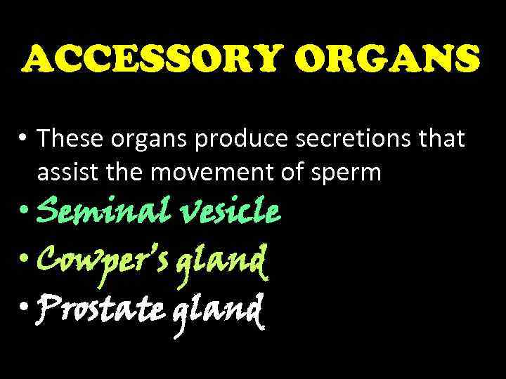 ACCESSORY ORGANS • These organs produce secretions that assist the movement of sperm •