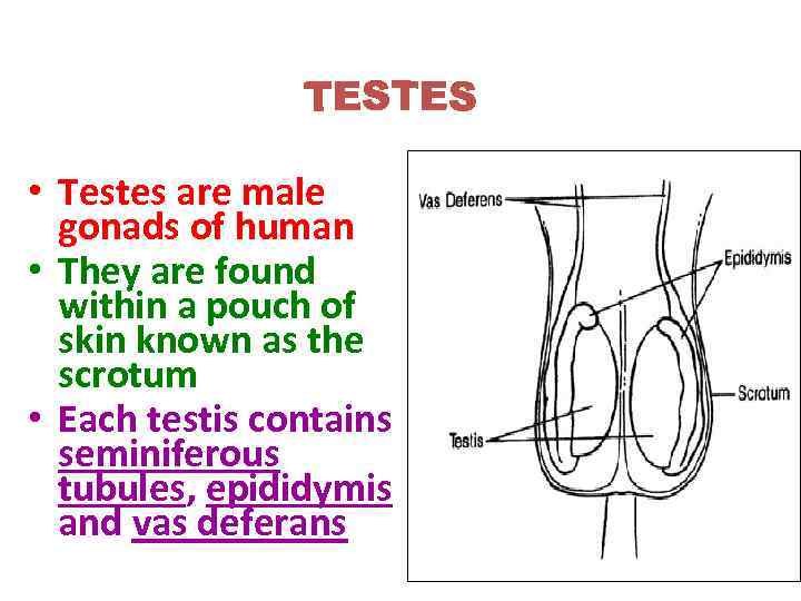  • Testes are male gonads of human • They are found within a