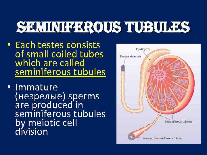 SEMINIFEROUS TUBULES • Each testes consists of small coiled tubes which are called seminiferous