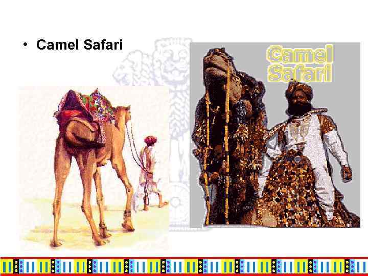  • Camel Safari 