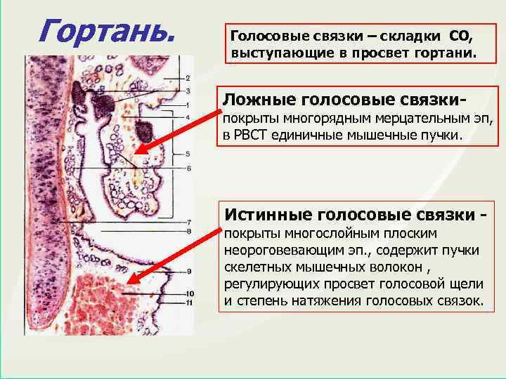 Гортань. Голосовые связки – складки СО, выступающие в просвет гортани. Ложные голосовые связки- покрыты