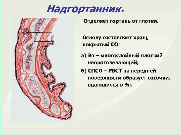 Надгортанник. Отделяет гортань от глотки. Основу составляет хрящ, покрытый СО: а) Эп – многослойный