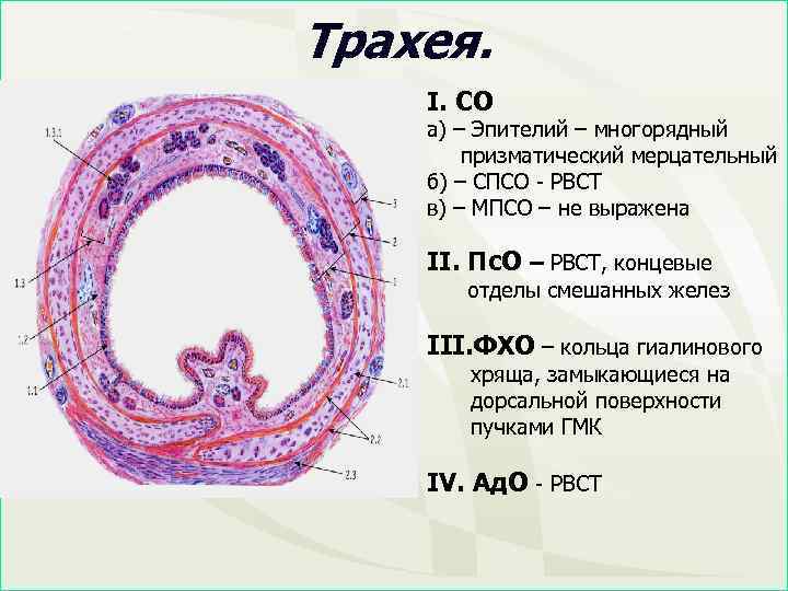 Трахея. I. СО а) – Эпителий – многорядный призматический мерцательный б) – СПСО -