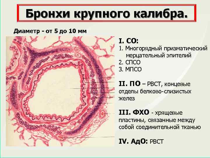 Бронхи крупного калибра. Диаметр - от 5 до 10 мм I. СО: 1. Многорядный