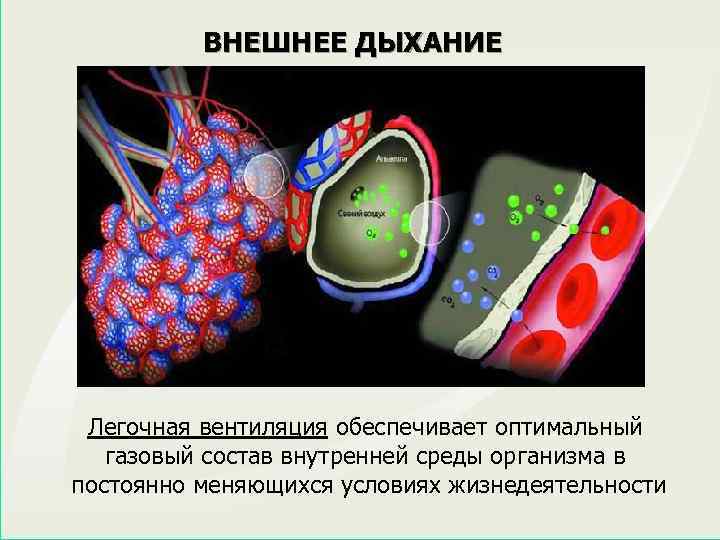 ВНЕШНЕЕ ДЫХАНИЕ Легочная вентиляция обеспечивает оптимальный газовый состав внутренней среды организма в постоянно меняющихся