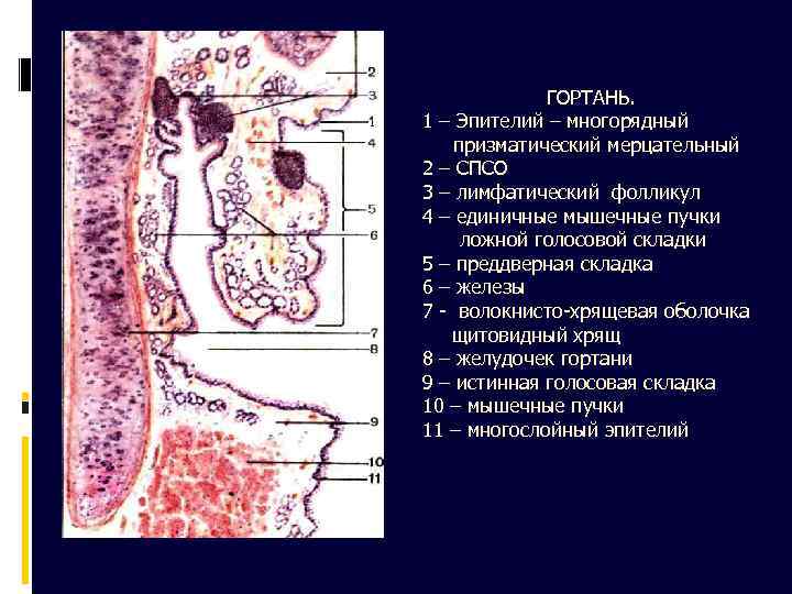 Стенки альвеол состоят из мерцательного эпителия