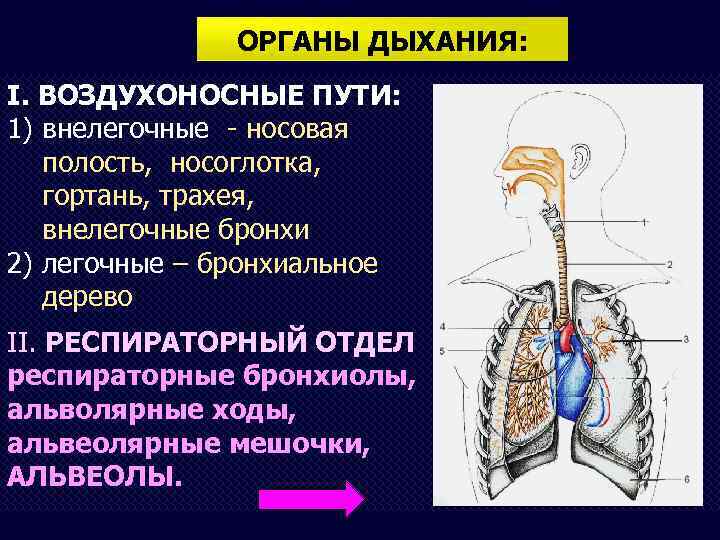 ОРГАНЫ ДЫХАНИЯ: I. ВОЗДУХОНОСНЫЕ ПУТИ: 1) внелегочные - носовая полость, носоглотка, гортань, трахея, внелегочные