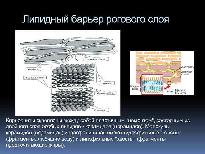 Липидный барьер рогового слоя Корнеоциты скреплены между собой пластичным 