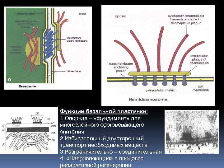 Функции базальной пластинки: 1. Опорная – «фундамент» для многослойного ороговевающего эпителия 2. Избирательный двусторонний