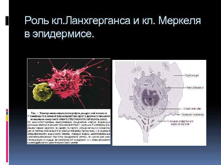 Роль кл. Ланхгерганса и кл. Меркеля в эпидермисе. 