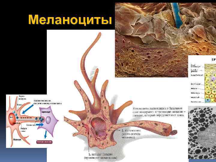 Меланоциты 