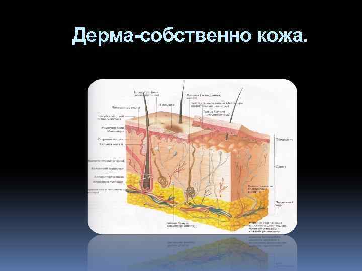 Дерма-собственно кожа. 