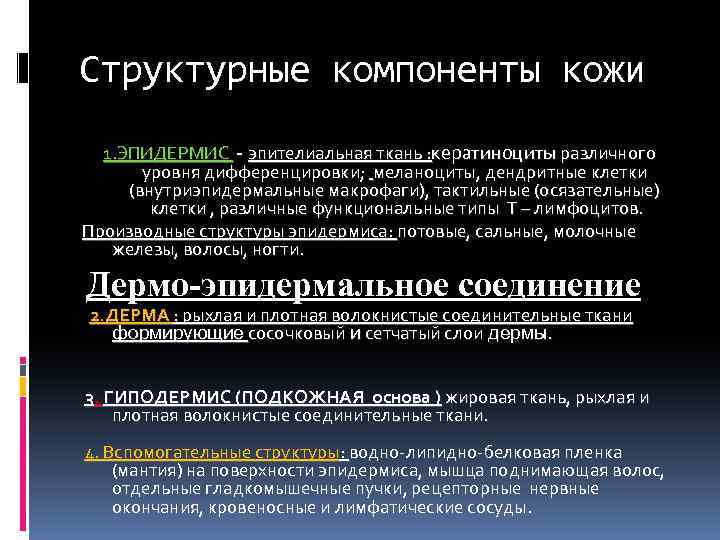 Структурные компоненты кожи 1. ЭПИДЕРМИС - эпителиальная ткань : кератиноциты различного уровня дифференцировки; меланоциты,