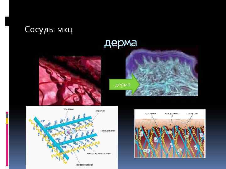 Сосуды мкц дерма 