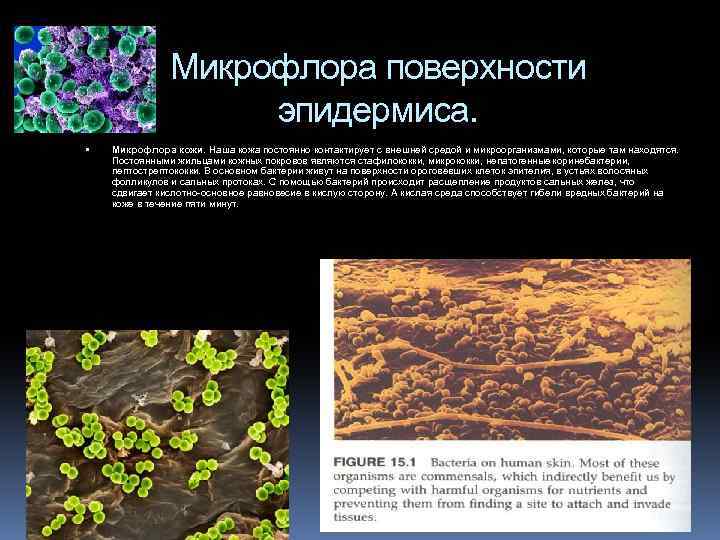 Микрофлора поверхности эпидермиса. Микрофлора кожи. Наша кожа постоянно контактирует с внешней средой и микроорганизмами,