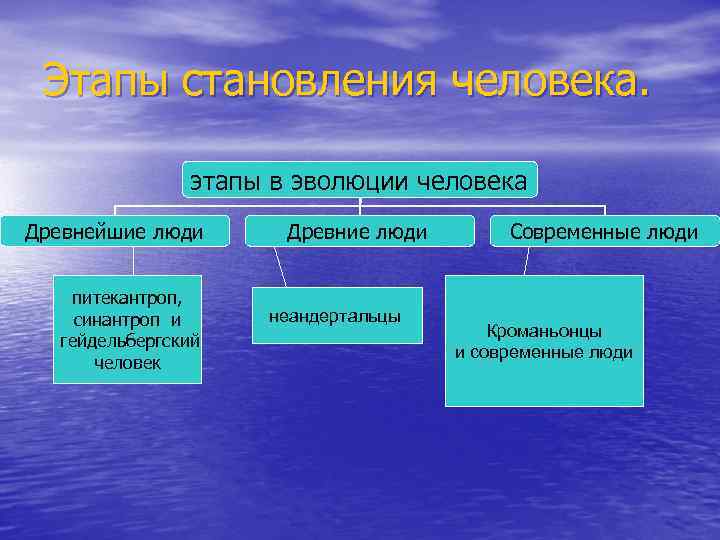 Этапы становления человека. этапы в эволюции человека Древнейшие люди Древние люди питекантроп, неандертальцы синантроп