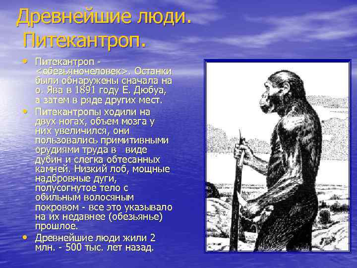 Древнейшие люди. Питекантроп. • Питекантроп - • • <обезьяночеловек>. Останки были обнаружены сначала на