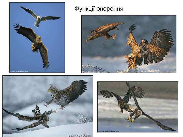 Функції оперення 