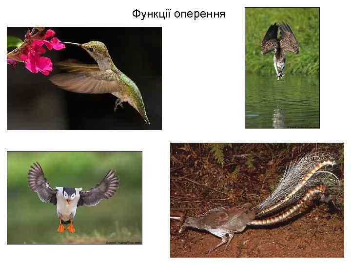 Функції оперення 
