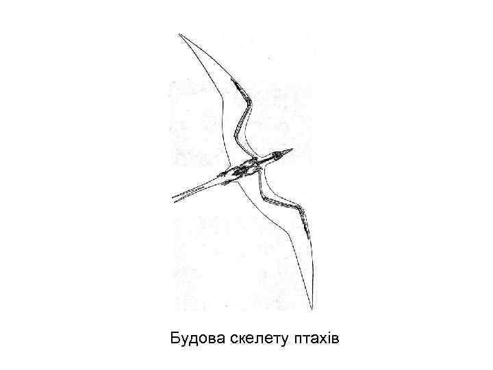 Будова скелету птахів 