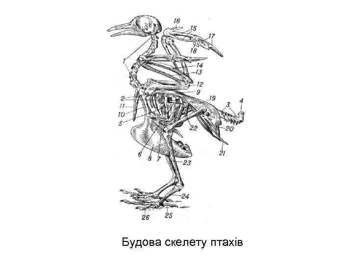 Будова скелету птахів 