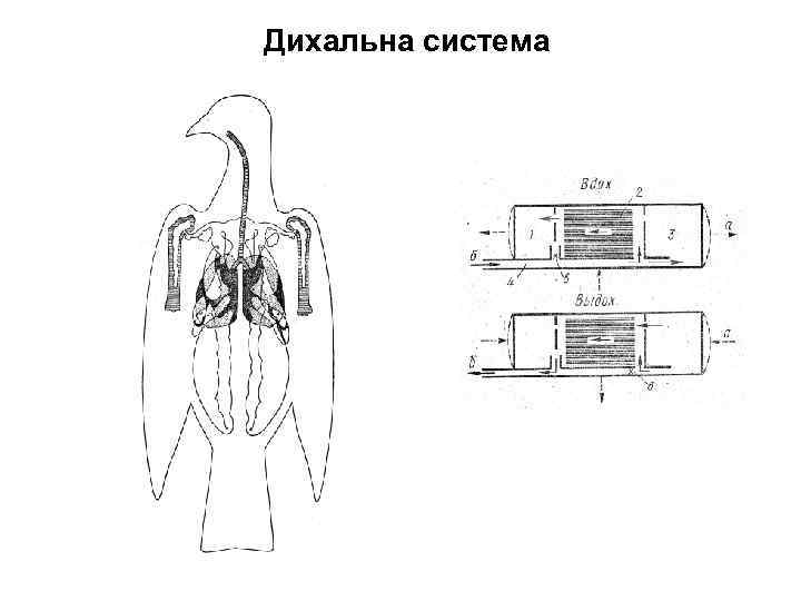 Дихальна система 