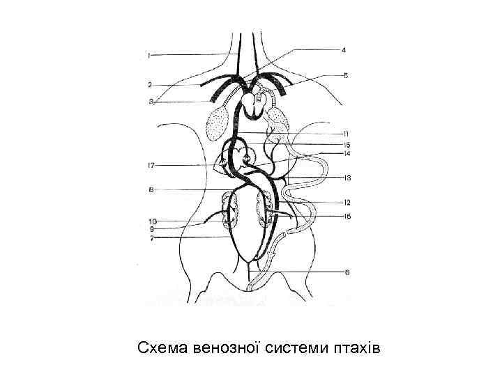 Схема венозної системи птахів 